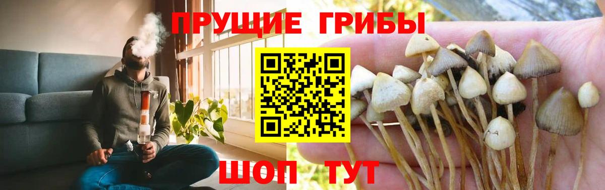 Псилоцибиновые грибы Psilocybe  Вход с VPN  Феодосия 